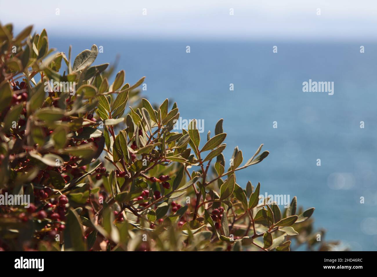 Por el mar arbustos salvajes, en el Mediterráneo. Hermoso día de verano en naturaleza prístina. Enfoque selectivo, primeros planos, Foto de stock