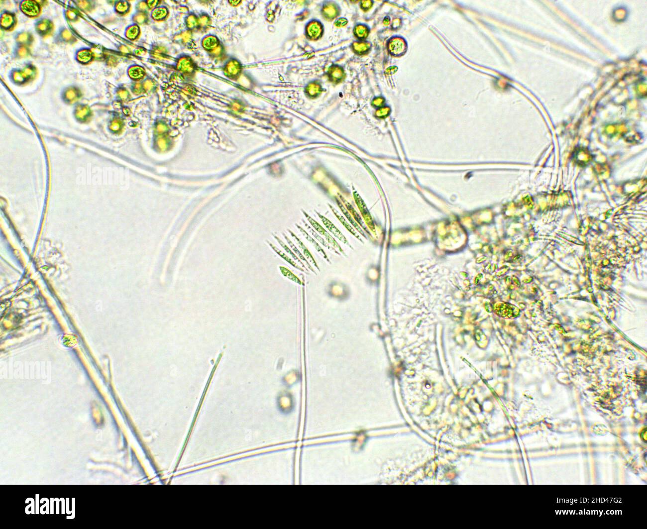 Algas verdes bajo vista microscópica, agua dulce bajo microscopio  Fotografía de stock - Alamy