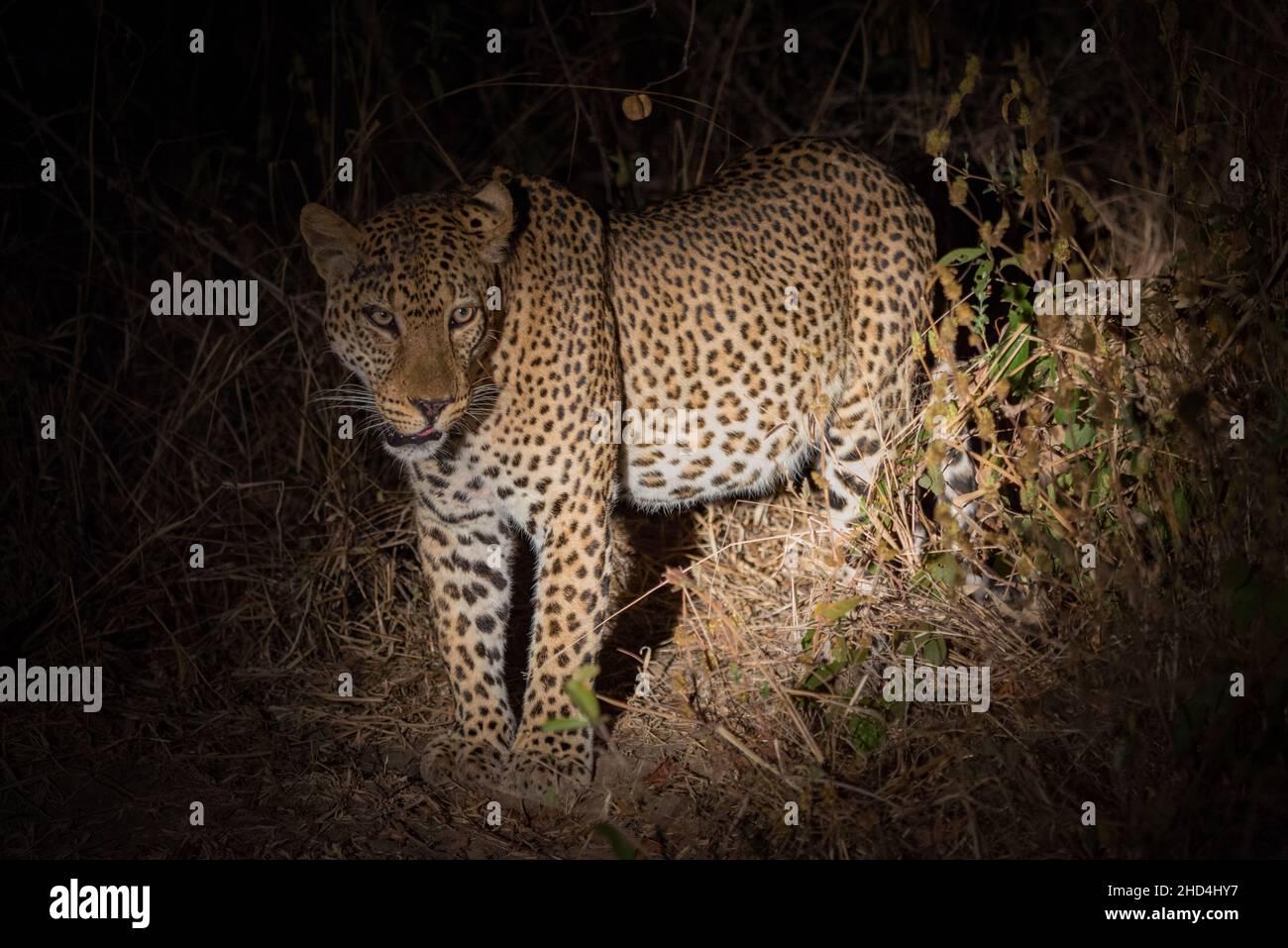 Un leopardo por la noche en el Parque Nacional Luangwa del Sur, Zambia Foto de stock