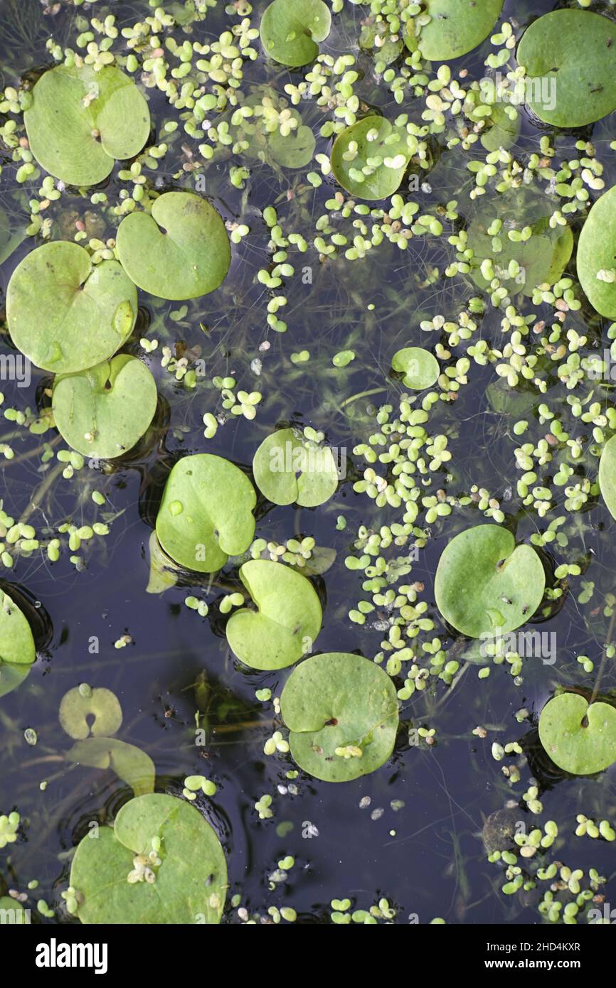 Hydrocharis morsus-ranae, conocida como Frogbit, European Frog-bit y European Frog's-bit, planta de agua libre flotante salvaje de Finlandia Foto de stock