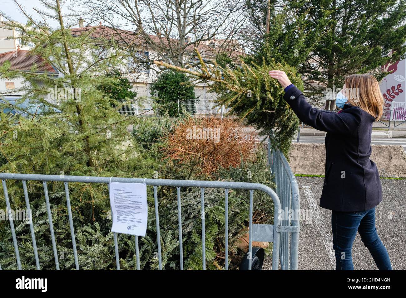 Ste Foy les Lyon (Francia), 3 de enero de 2022. Una mujer tira su árbol de Navidad en un punto de colección después de la temporada festiva. Foto de stock
