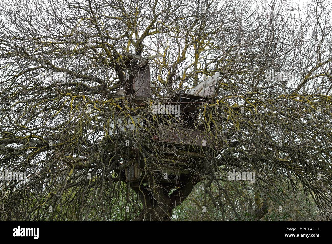 Ruinas de una antigua casa de árboles de madera entre ramas. Foto de stock