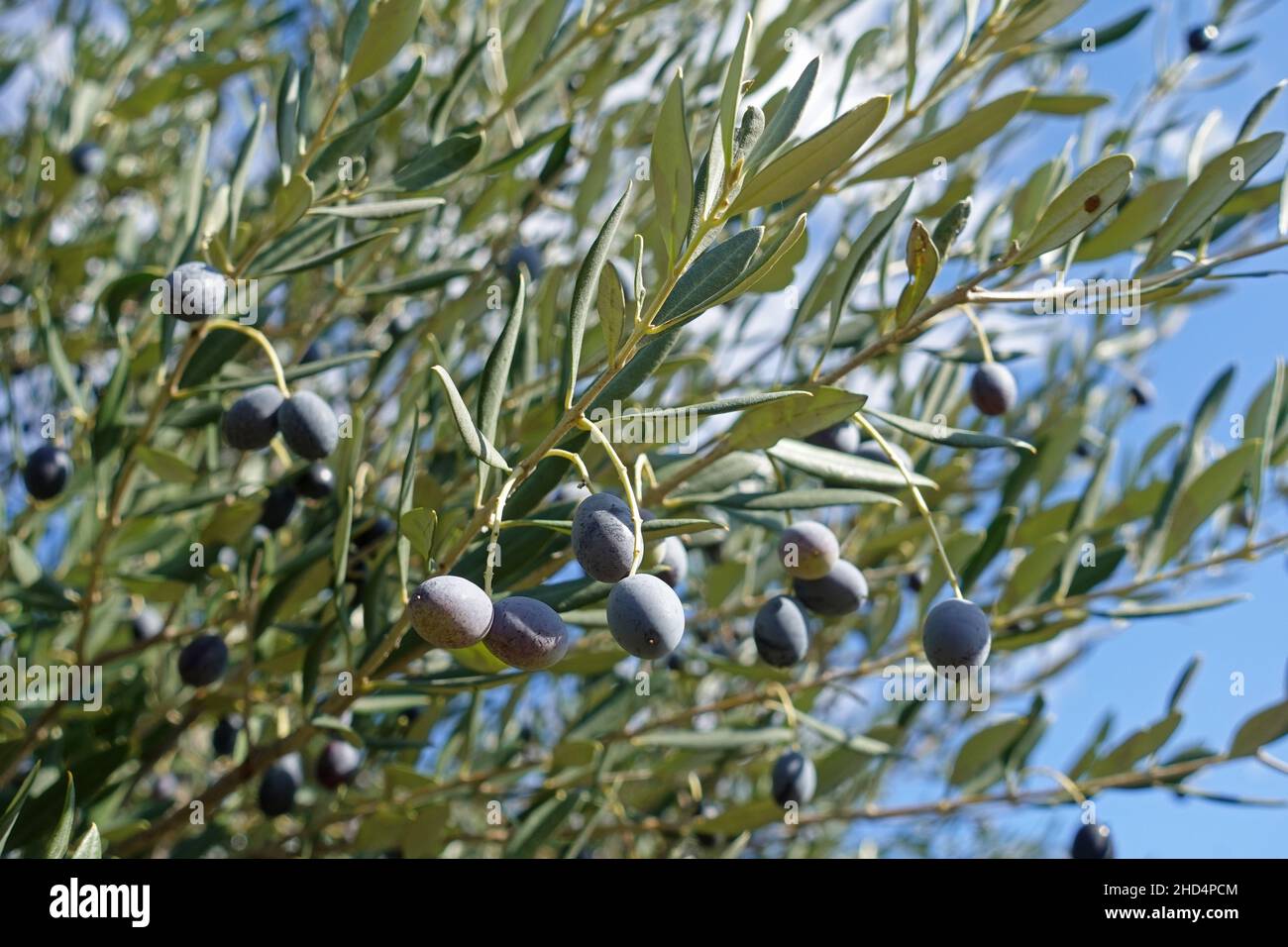 Rama de olivo con aceitunas maduras listas para recoger. Foto de stock
