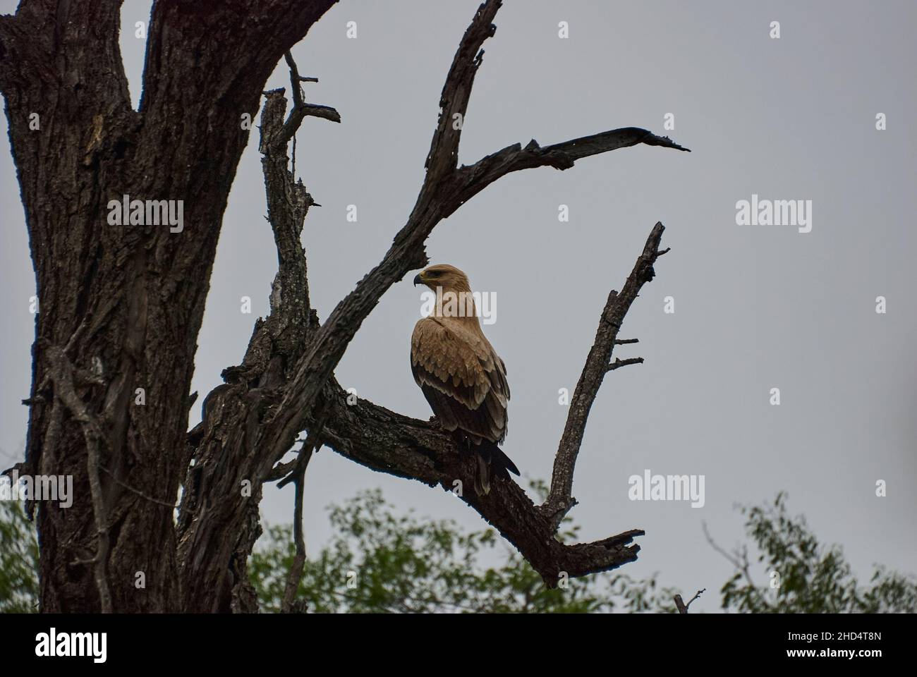 El águila tejana, el rapax de Aquila, gran ave de presa de África, encaramado en lo alto de un árbol. Foto de stock