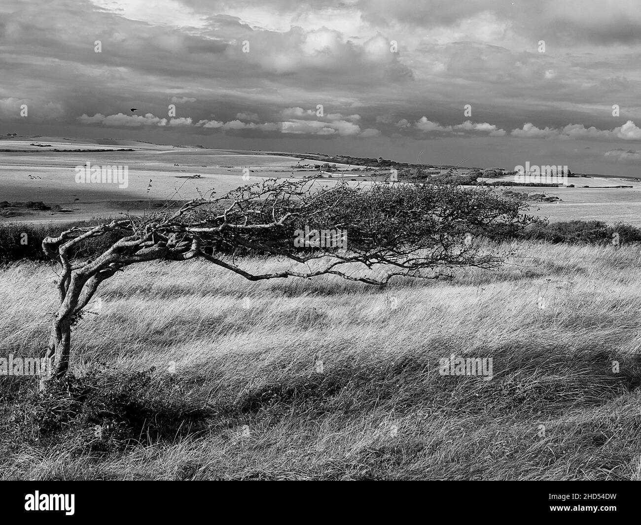 Un árbol, inclinado a un lado con viento constante, Beachy Head, Eastbourne, Inglaterra Foto de stock