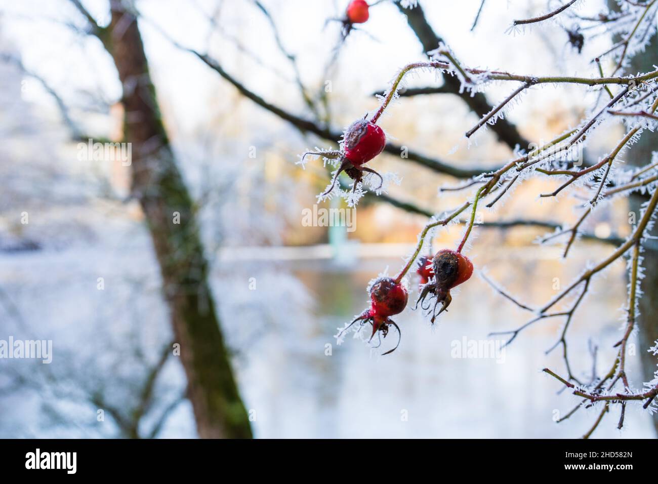 Beeren während der Wintersonnenwende 2021 Foto de stock