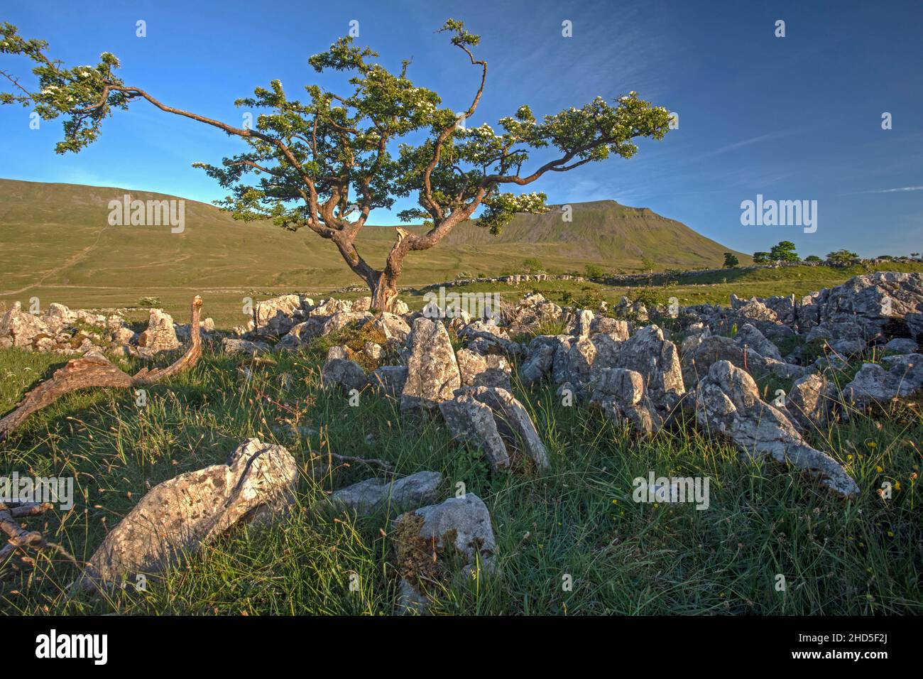 Un floreciente fresno de montaña rodeado de rocas de piedra caliza. Foto de stock