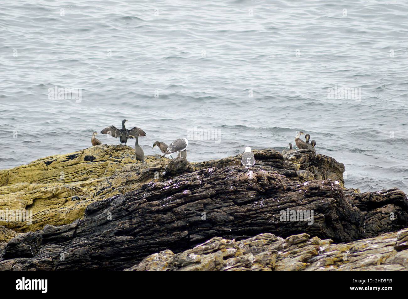 Cormoranes (Phalacrocorax carbo) y gaviotas de arenque (Larus argentatus) sobre una roca en la costa del Mar del Norte en Kinnaird Head, Fraserburgh, Aberdeenshire, S. Foto de stock