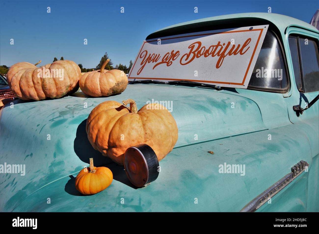 Halloween calabaza recoger y comprar para celebrar y mostrar en casa