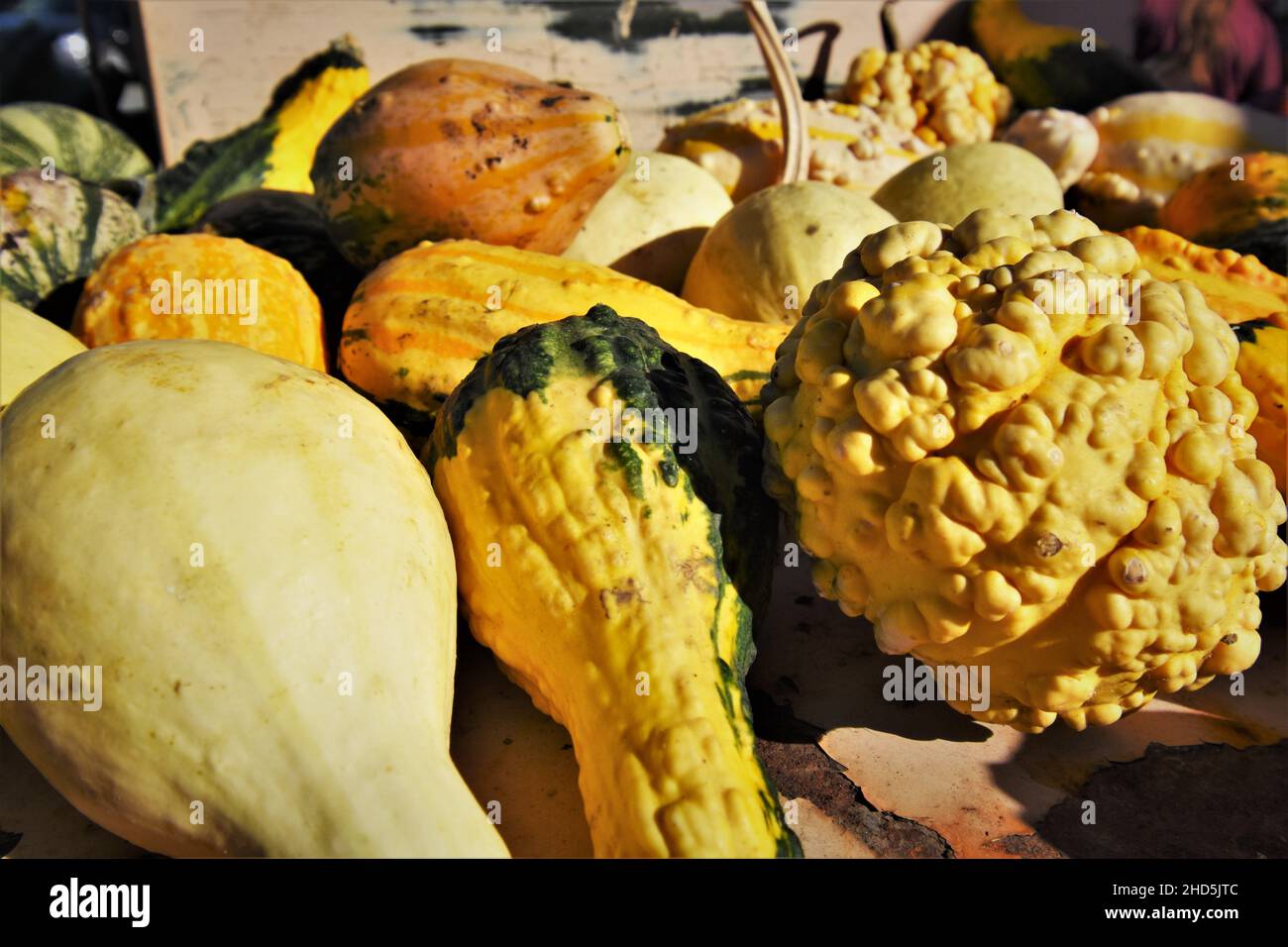 Halloween calabaza recoger y comprar para celebrar y mostrar en casa
