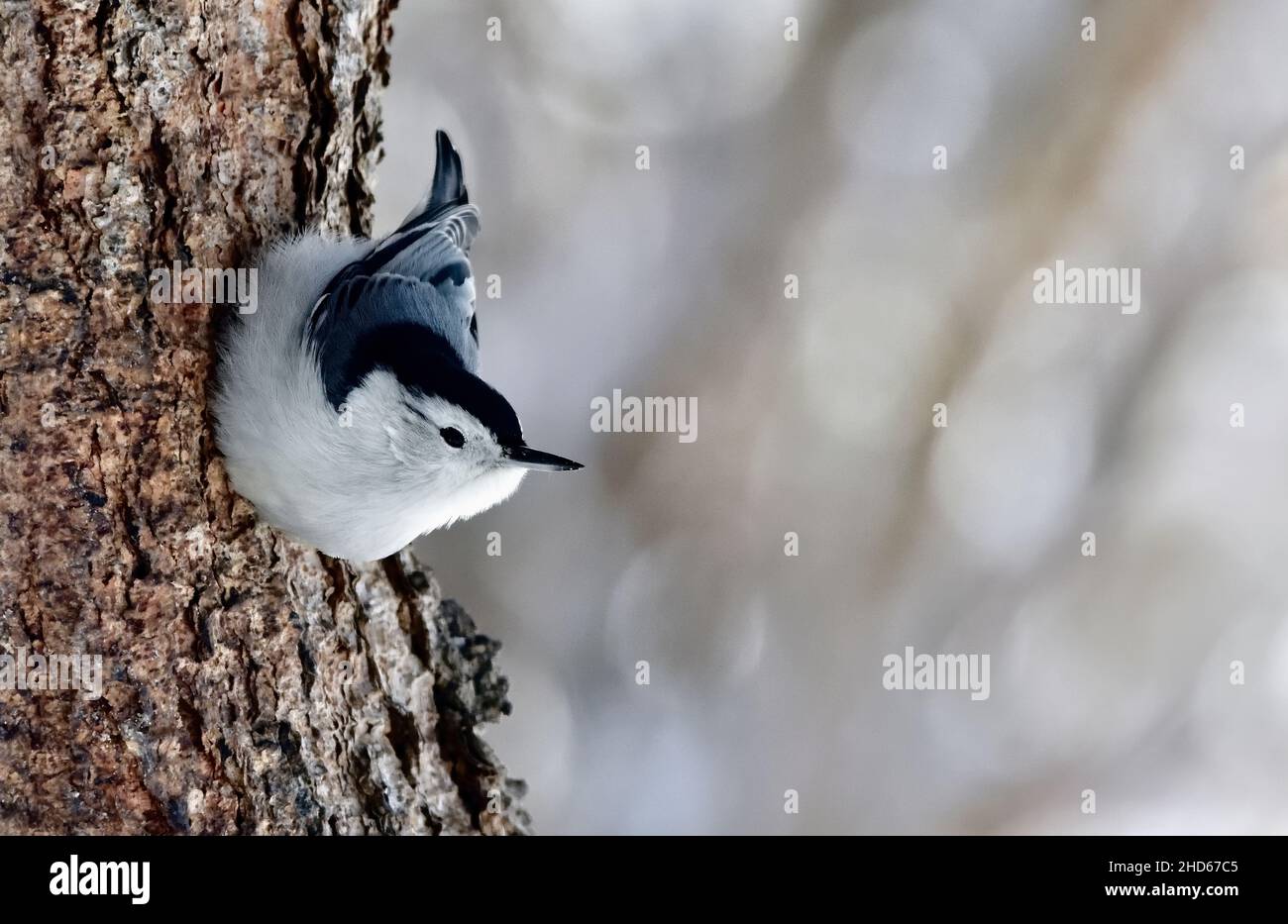 Un árbol salvaje de paja blanca 'Sitta carolinensis', caminando por un gran árbol en su hábitat de vida silvestre en la zona rural de Alberta, Canadá Foto de stock