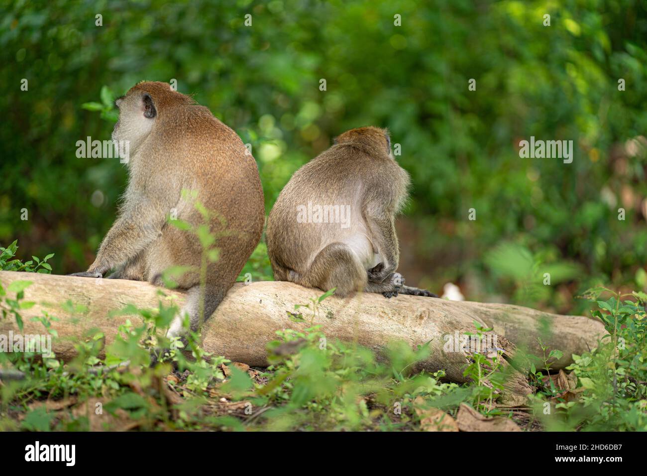 Un par de monos que tienen la espalda uno al otro en un tronco caído. Puntos de enfoque selectivos de stock - Alamy