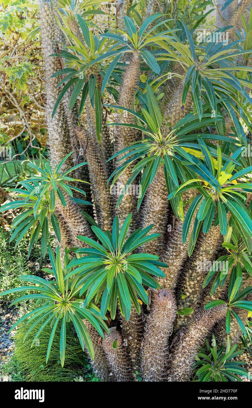 Pachypodium lamerei es una especie de planta con flores perteneciente a la familia Apocynaceae. Viene de la isla de Madagascar. Foto de stock