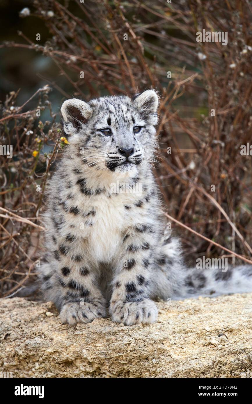 Leopardo nieves (Panthera uncia) bebé de 3 meses, cautivo. Bioparc Doué la Fontaine, Francia. Foto de stock