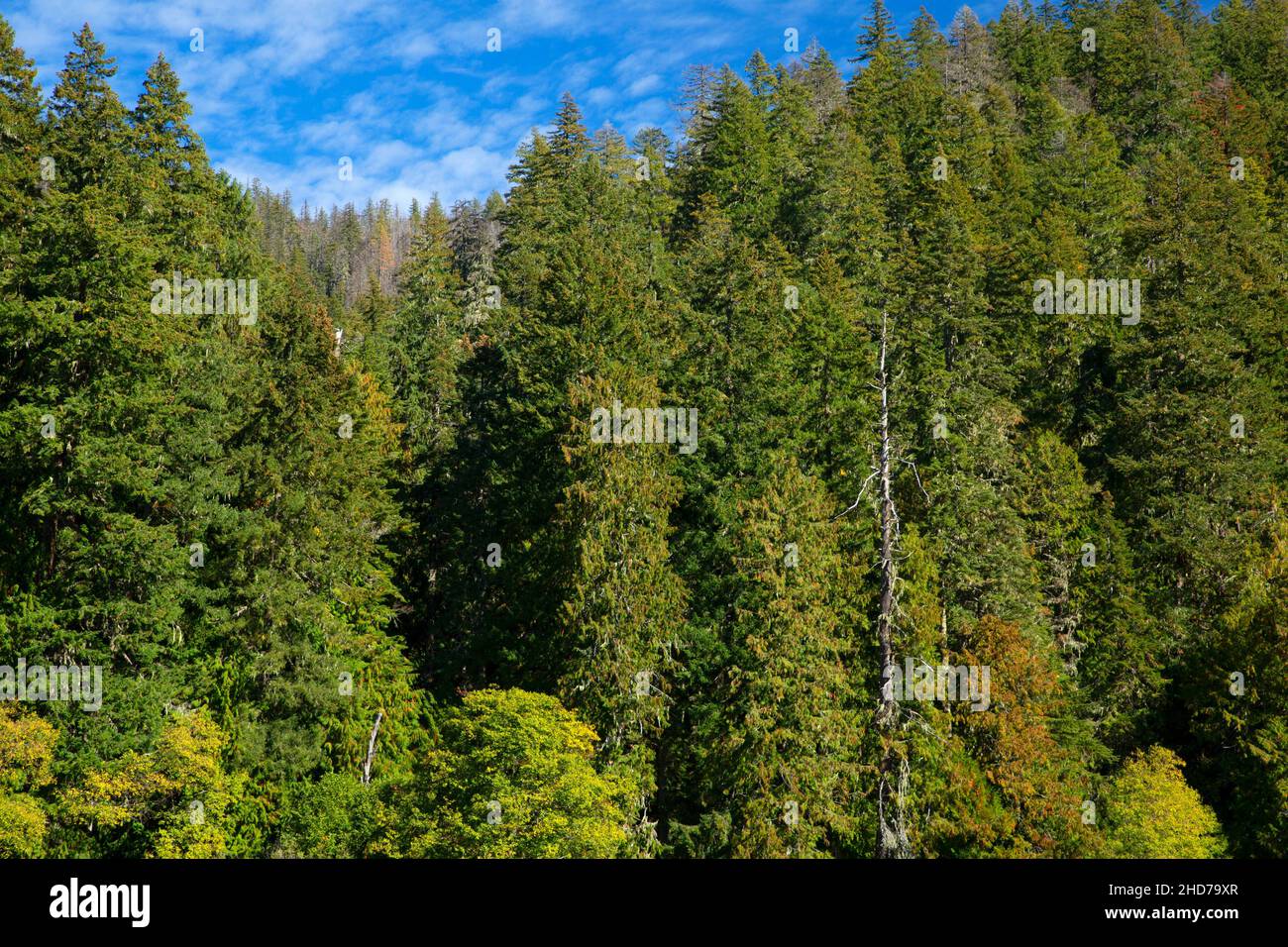 Bosque sobre el Lago Linton a lo largo de la ruta del Lago Linton, el Bosque Nacional Willamette, Three Sisters Wilderness, Oregón. Foto de stock