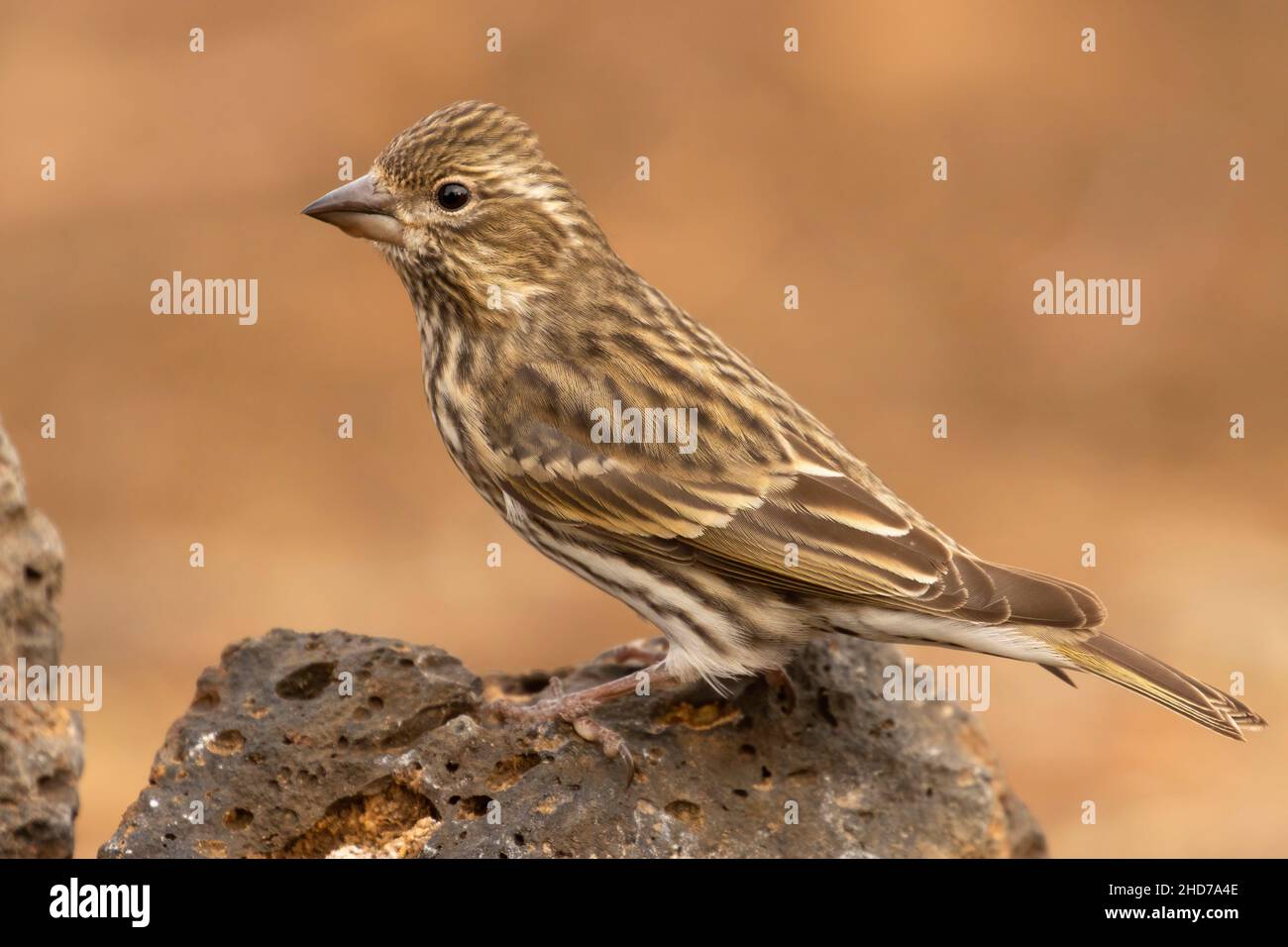Cassin's Finch (Haemorhous cassinii), Cabin Lake Viewing Blind, Deschutes National Forest, Oregon. Foto de stock