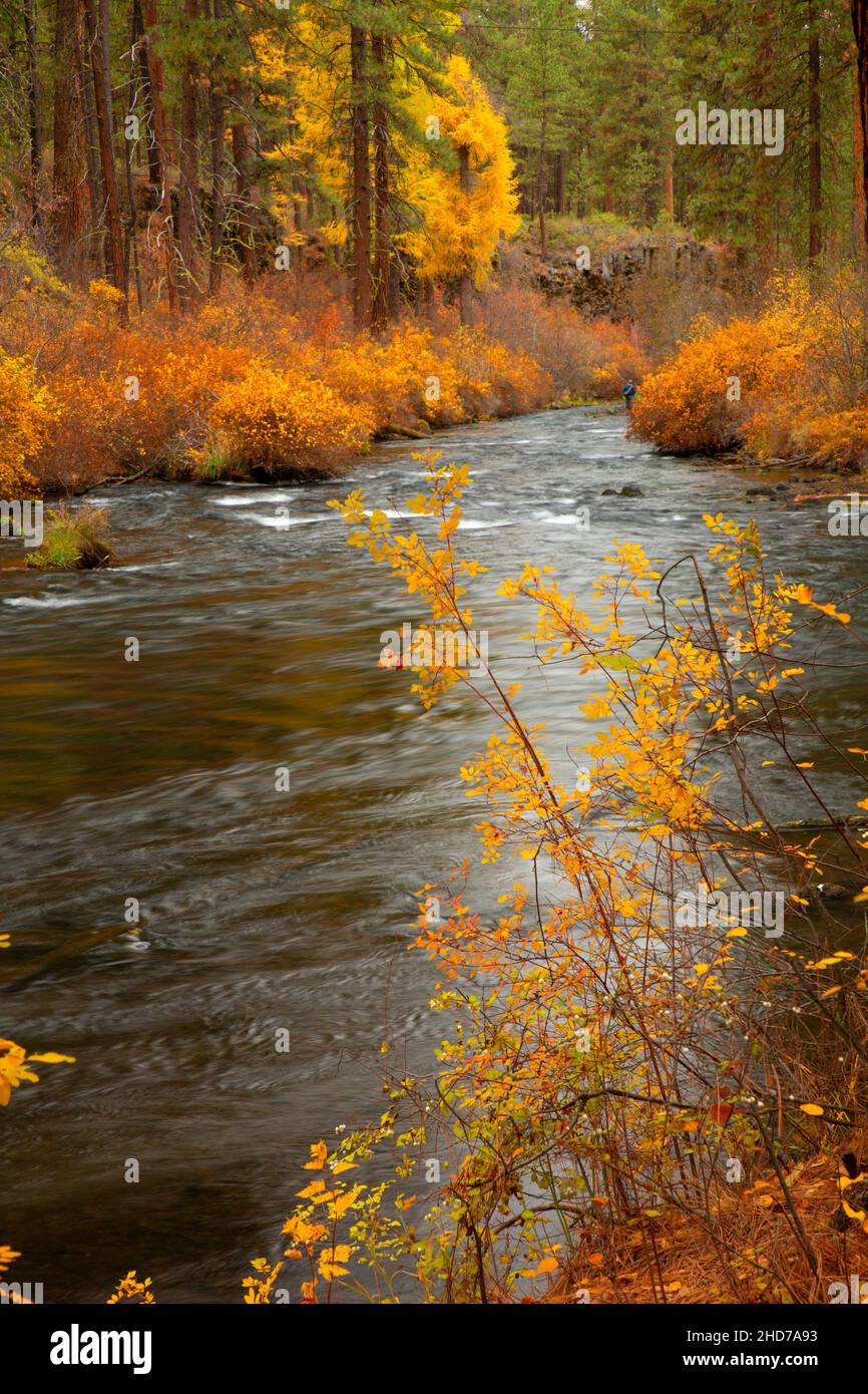 Metolius Wild y Scenic River en otoño, Deschutes National Forest, Oregon. Foto de stock
