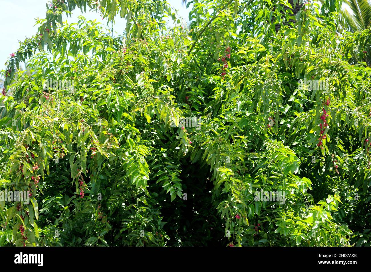 Hierbamora o hediondo (Bosea yervamora) es un arbusto medicinal endémico de las Islas Canarias. Foto de stock