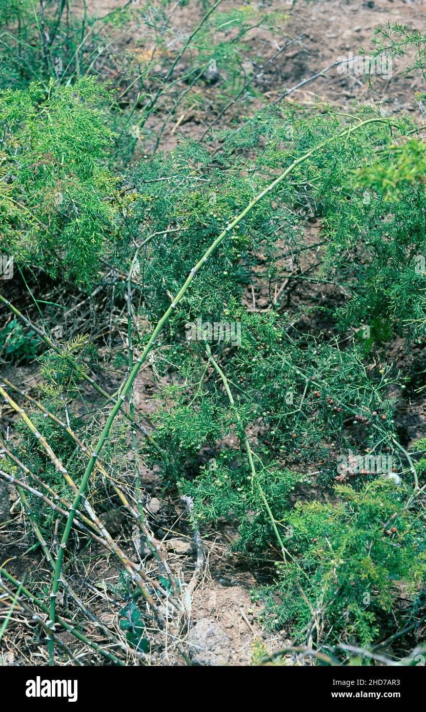 Esparraguera de monteverde (Asparagus falax) es una planta perenne endémica de La Gomera y Tenerife, Islas Canarias. Foto de stock