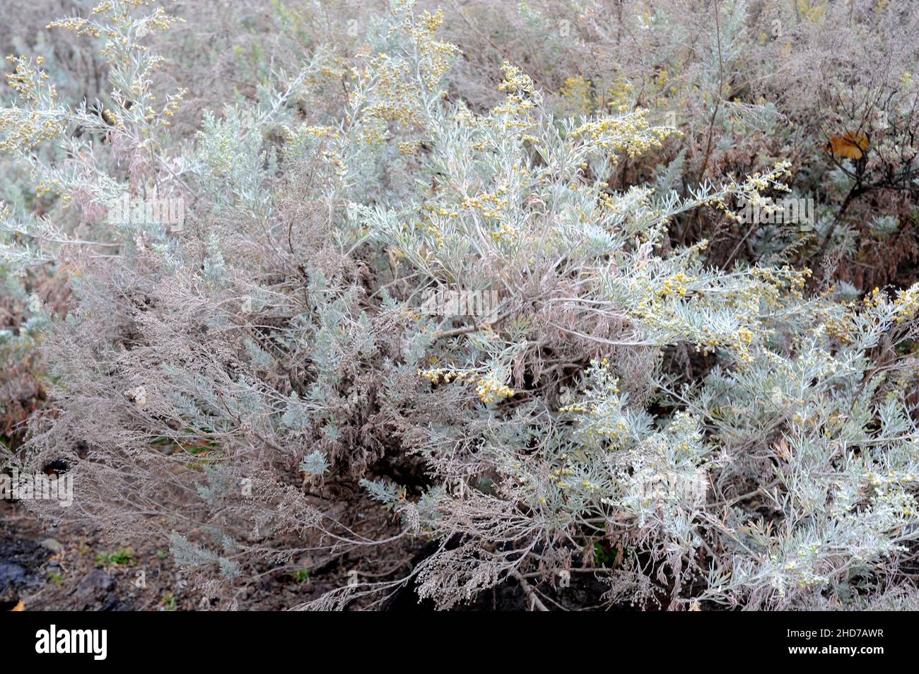 Losna (Artemisia argentea) es un arbusto endémico de Madeira. Foto de stock