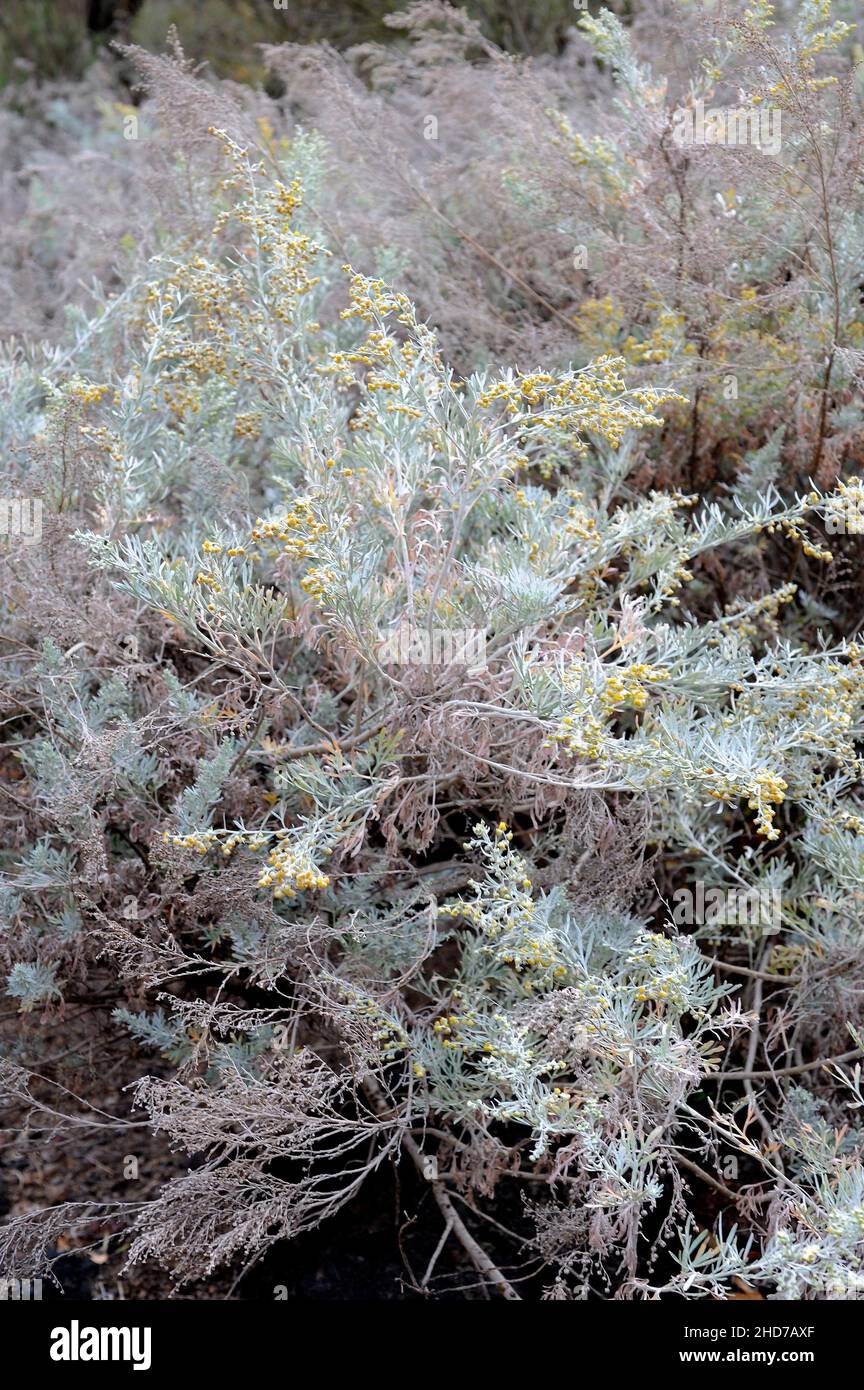 Losna (Artemisia argentea) es un arbusto endémico de Madeira. Foto de stock
