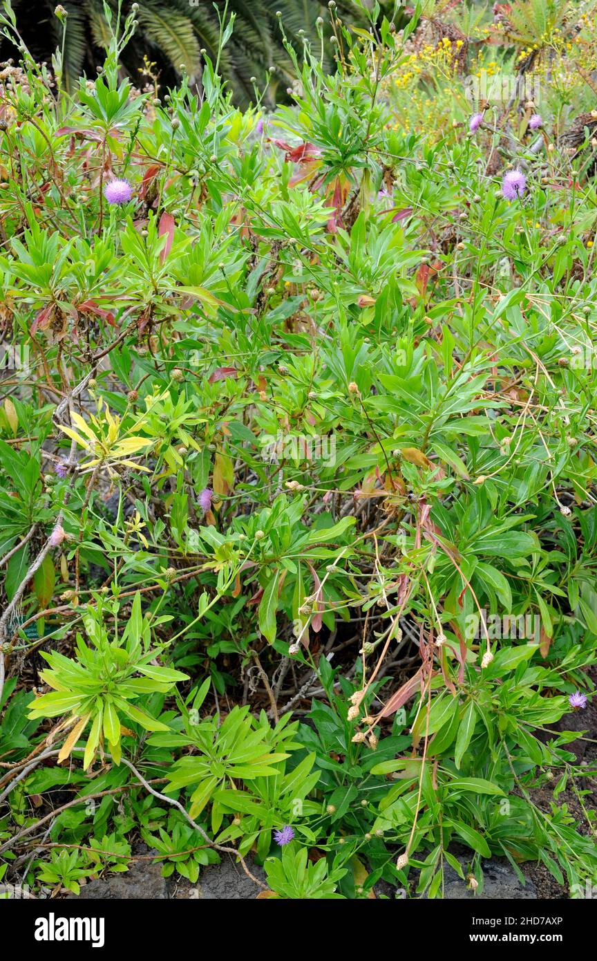 Cabezon de Teneguia (Cheirolophus junonianus) es un arbusto endémico de La Palma, Islas Canarias. Foto de stock
