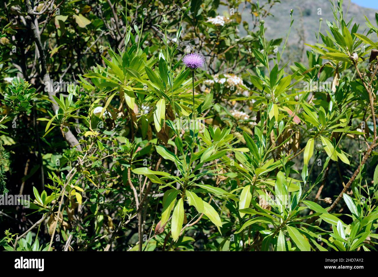 Cabezon de Teneguia (Cheirolophus junonianus) es un arbusto endémico de La Palma, Islas Canarias. Foto de stock