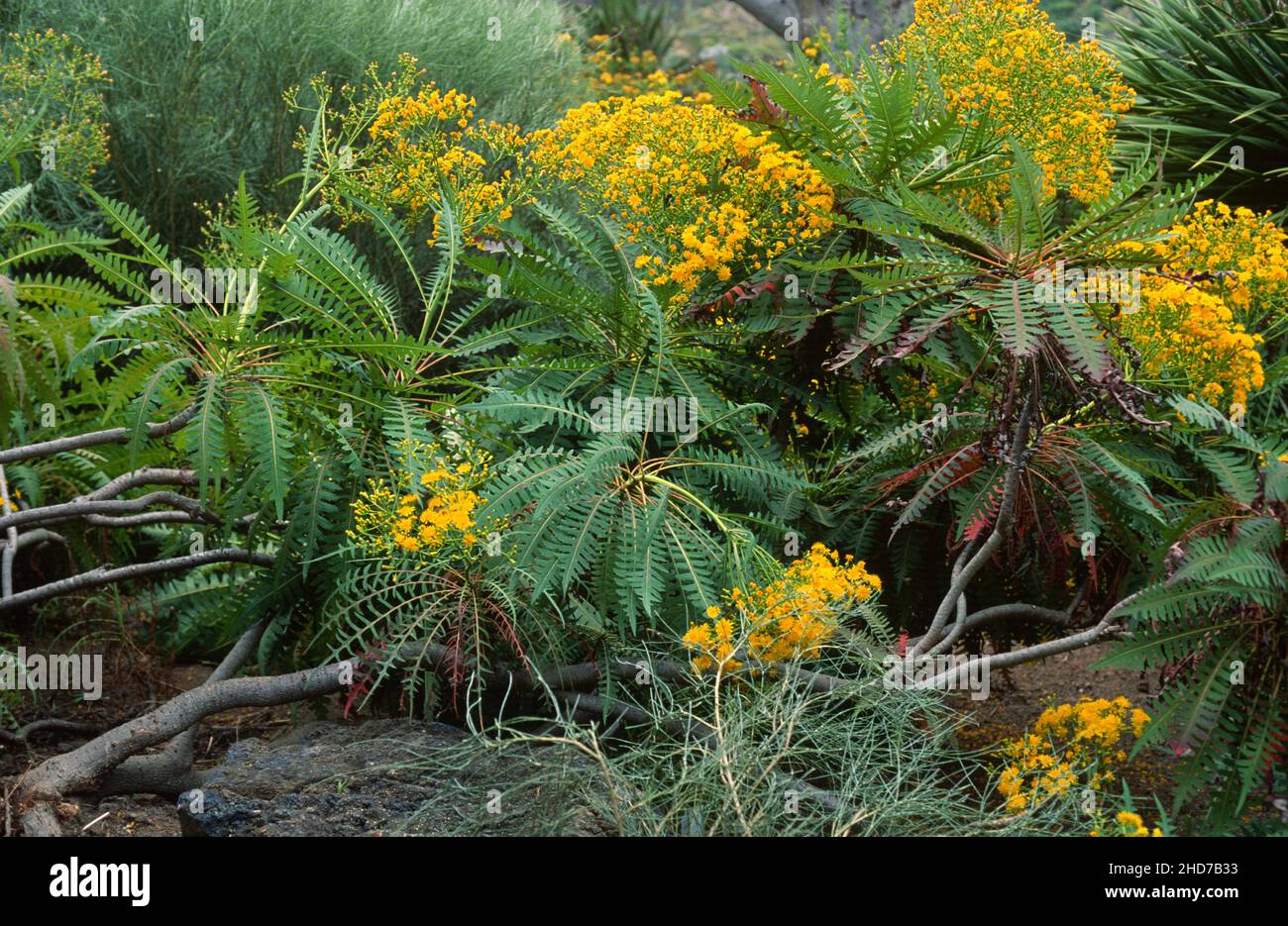 La pipa (Sonchus congestus) es un arbusto endémico de Gran Canaria y Tenerife, Islas Canarias, España. Foto de stock