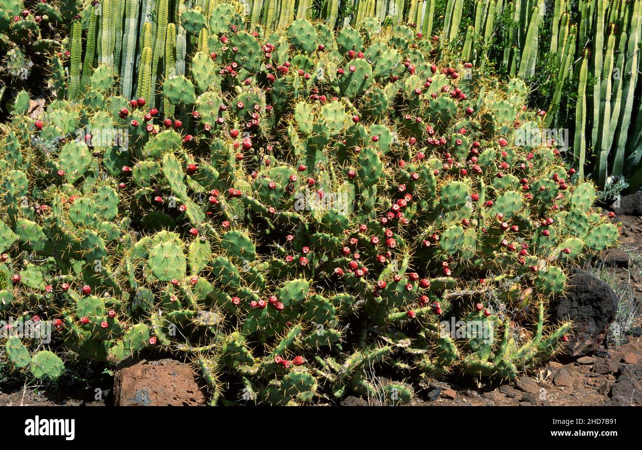 Tuno indio fotografías e imágenes de alta resolución Alamy