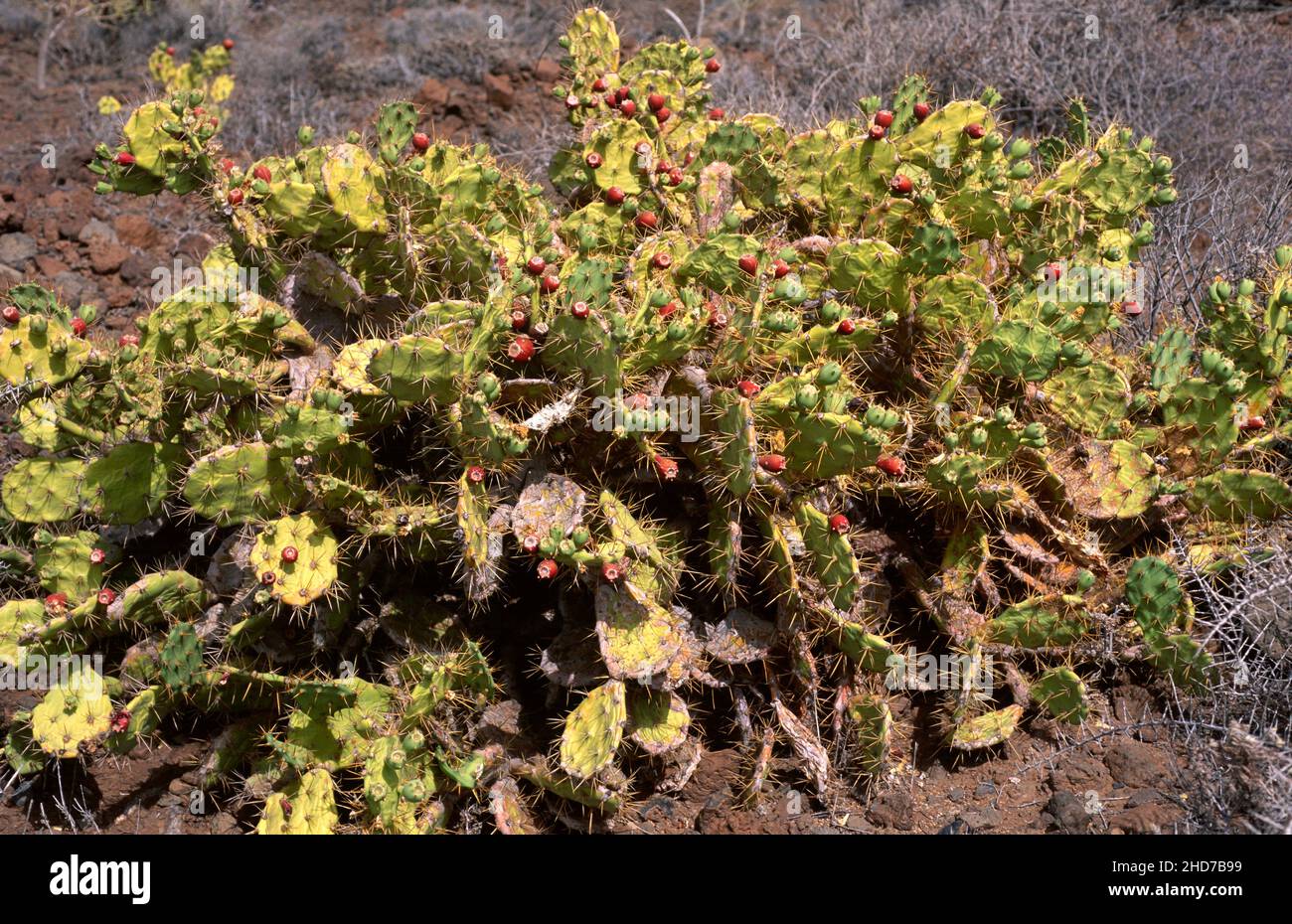 Tuno indio fotografías e imágenes de alta resolución Alamy