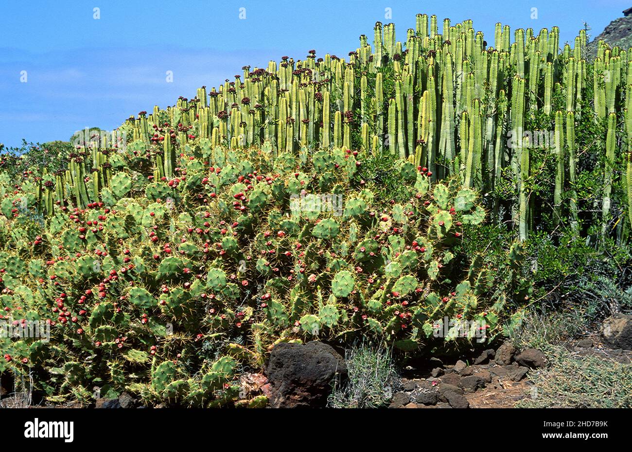 Tuno indio fotografías e imágenes de alta resolución Alamy