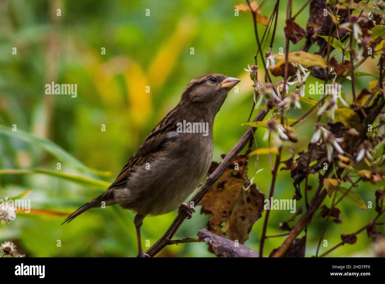 Finch (Fringillidae) en rama del árbol. Central Park, Nueva York, Estados Unidos de América. Foto de stock