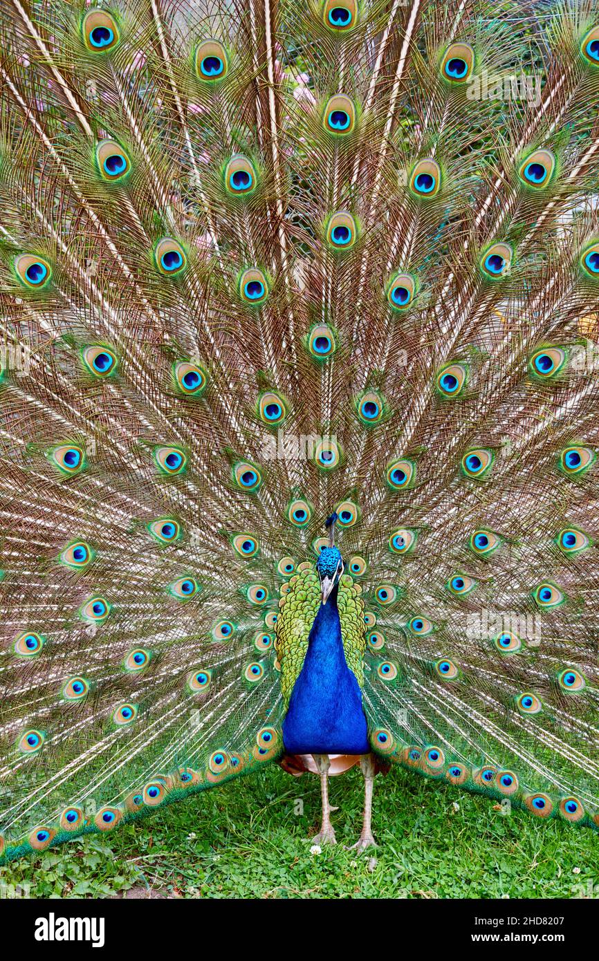 Primer plano de un pavo real indio, Pavo cristatus, con sus plumas de cola levantadas en exhibición. Foto de stock