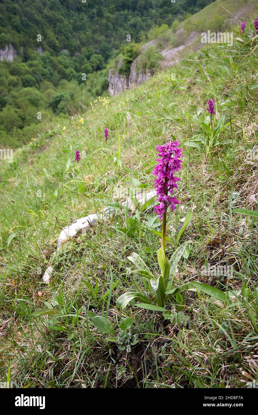 Orquídea Púrpura Temprana Orchis mascula en Deep Dale en el Distrito de Derbyshire Peak Reino Unido Foto de stock