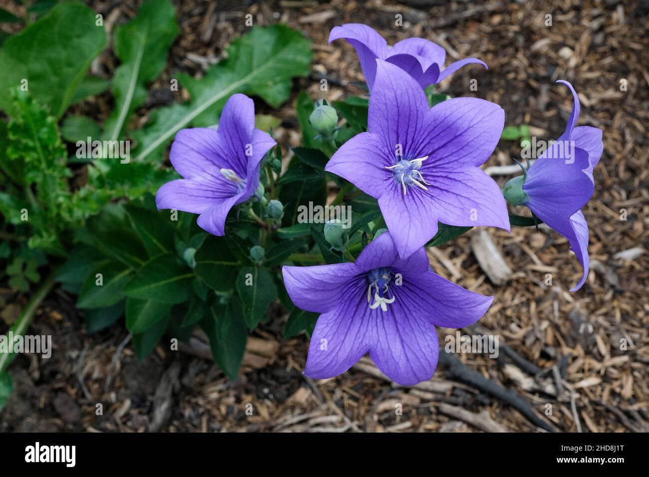 Campanilla japonesa fotografías e imágenes de alta resolución - Alamy Campanilla japonesa fotografías e imágenes de alta resolución - Alamy