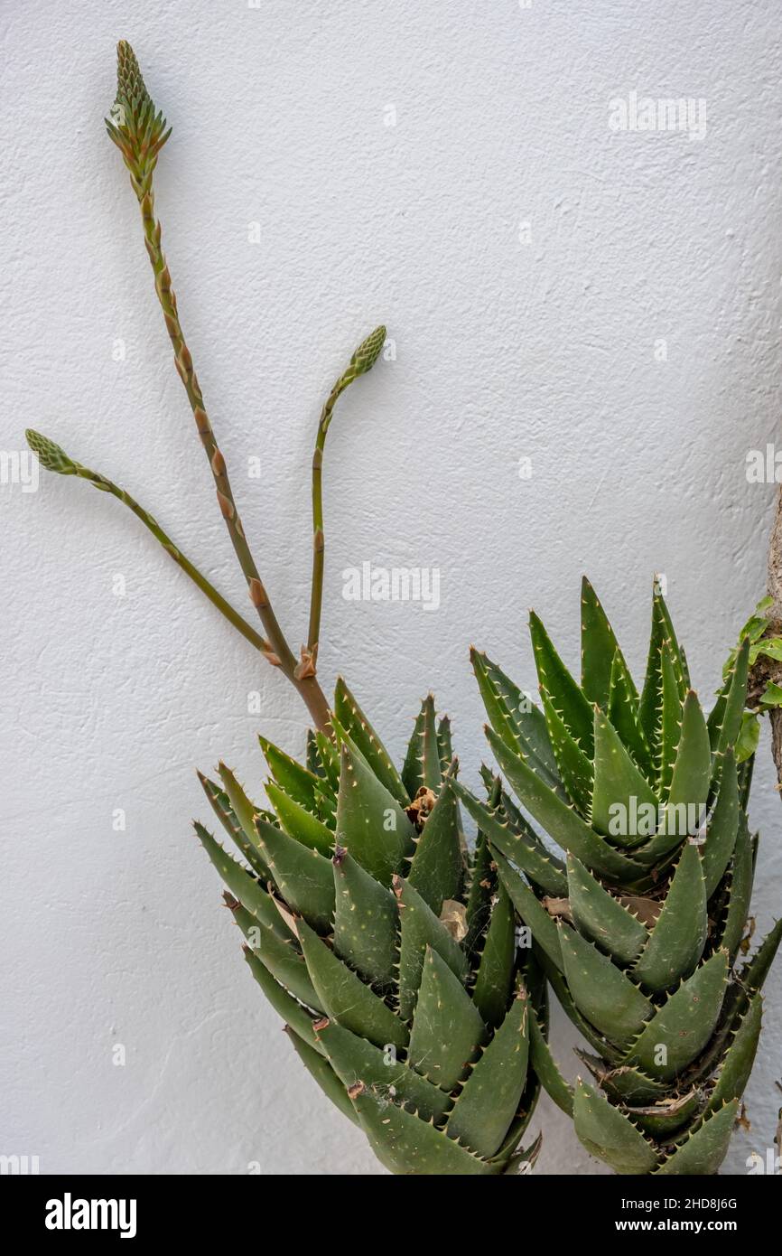 Cactus verde floreciendo planta tropical suculenta con espinas afiladas sobre fondo de pared encalada. Planta de casa para la decoración del edificio Foto de stock