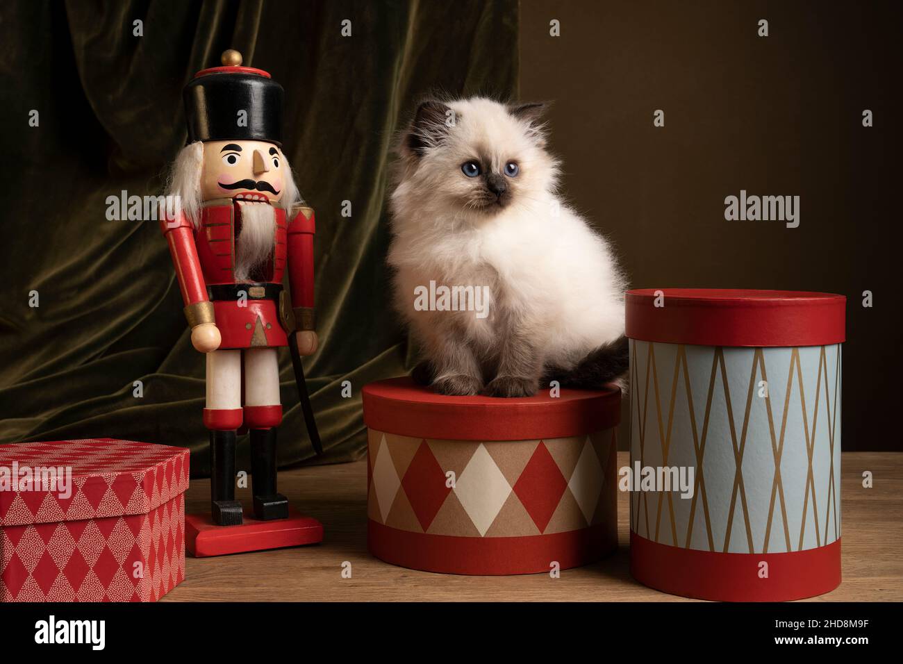 Un gato Ragdoll, pequeño retrato lindo gatito, en un marco de Navidad con  regalos y un cascanueces Fotografía de stock - Alamy