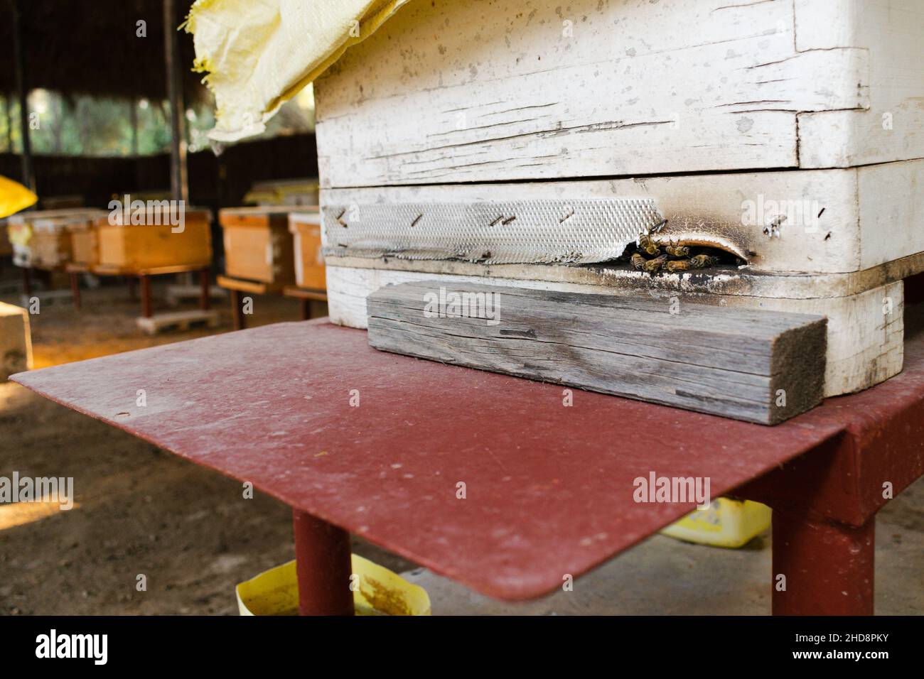 Apicultor comprobando los marcos de la abeja de la colmena Foto de stock