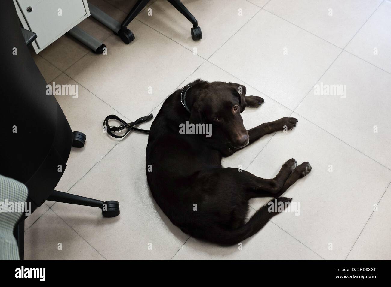 Centro de contacto de Ilunion BPO. Camila, un perro guía, sentada por su propietaria, la agente Ana Patricio Espejo, ciega. Foto de stock