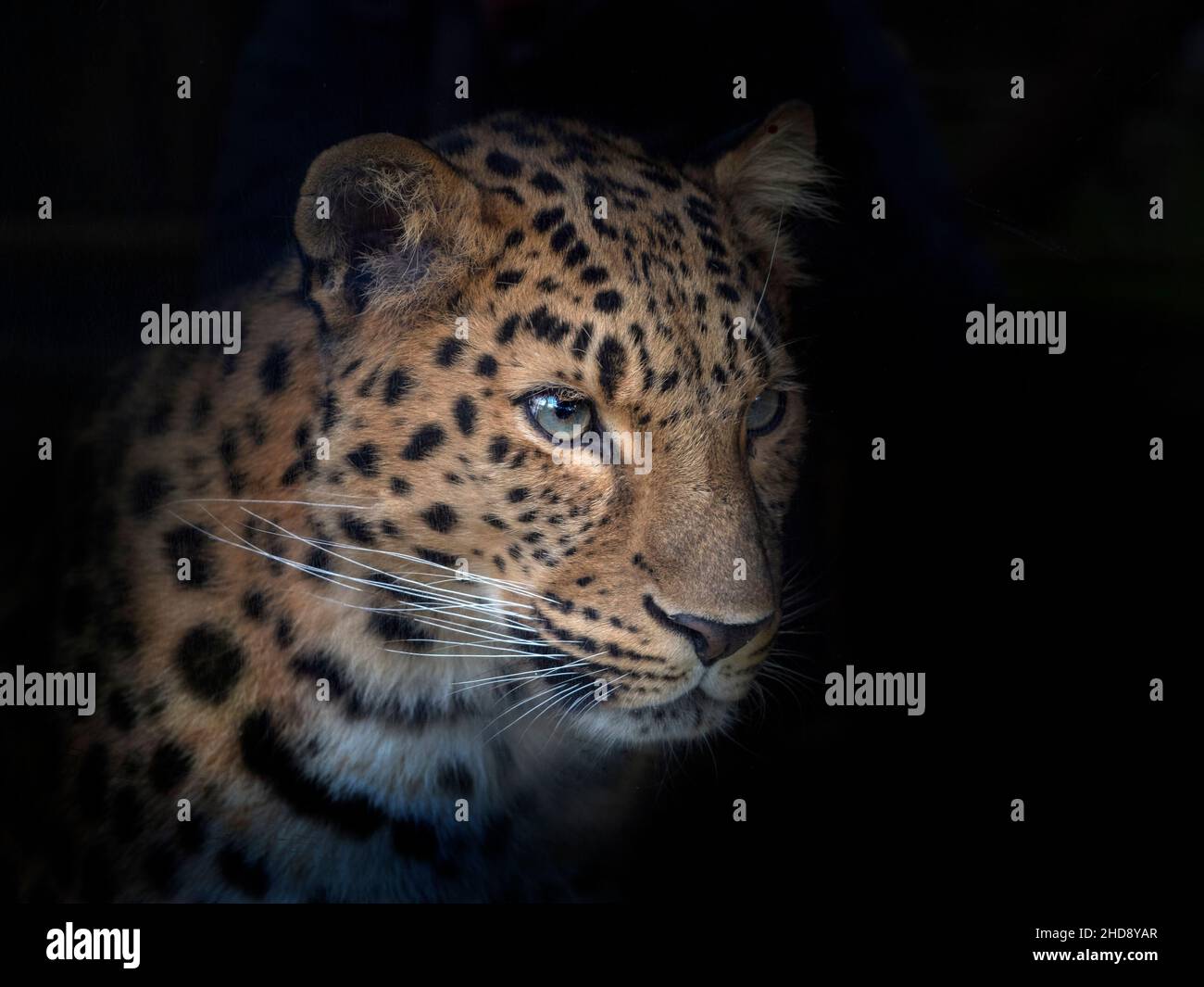 Amur leopardo Panthera pardus orientalis Foto de stock