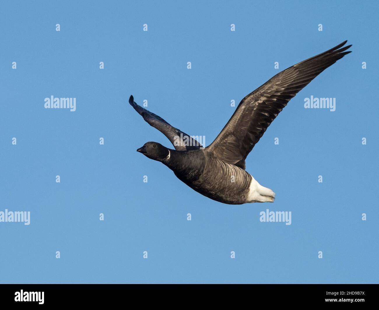Brent Goose de vientre oscuro (Branta bernicla) en vuelo, Norfolk, Inglaterra Foto de stock
