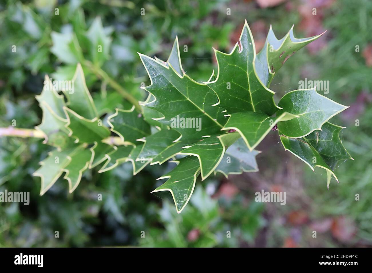 Ilex colchica acebo del Mar Negro – hojas brillantes de color verde medio con márgenes de contorno amarillo, diciembre, Inglaterra, Reino Unido Foto de stock