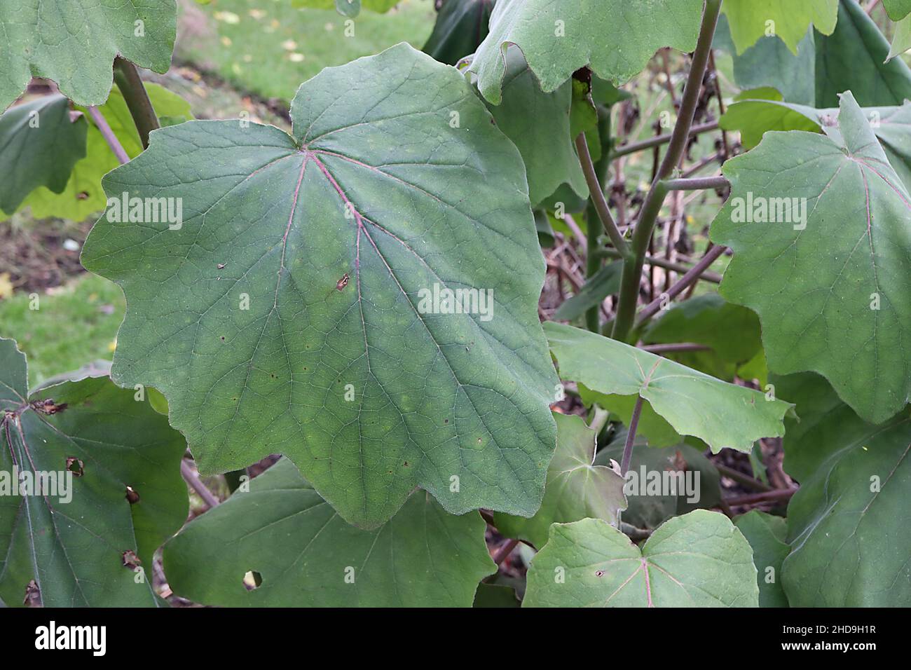 Roldana petasitis aterciopelado – hojas grandes de color verde claro y medio con márgenes ondulantes, diciembre, Inglaterra, Reino Unido Foto de stock