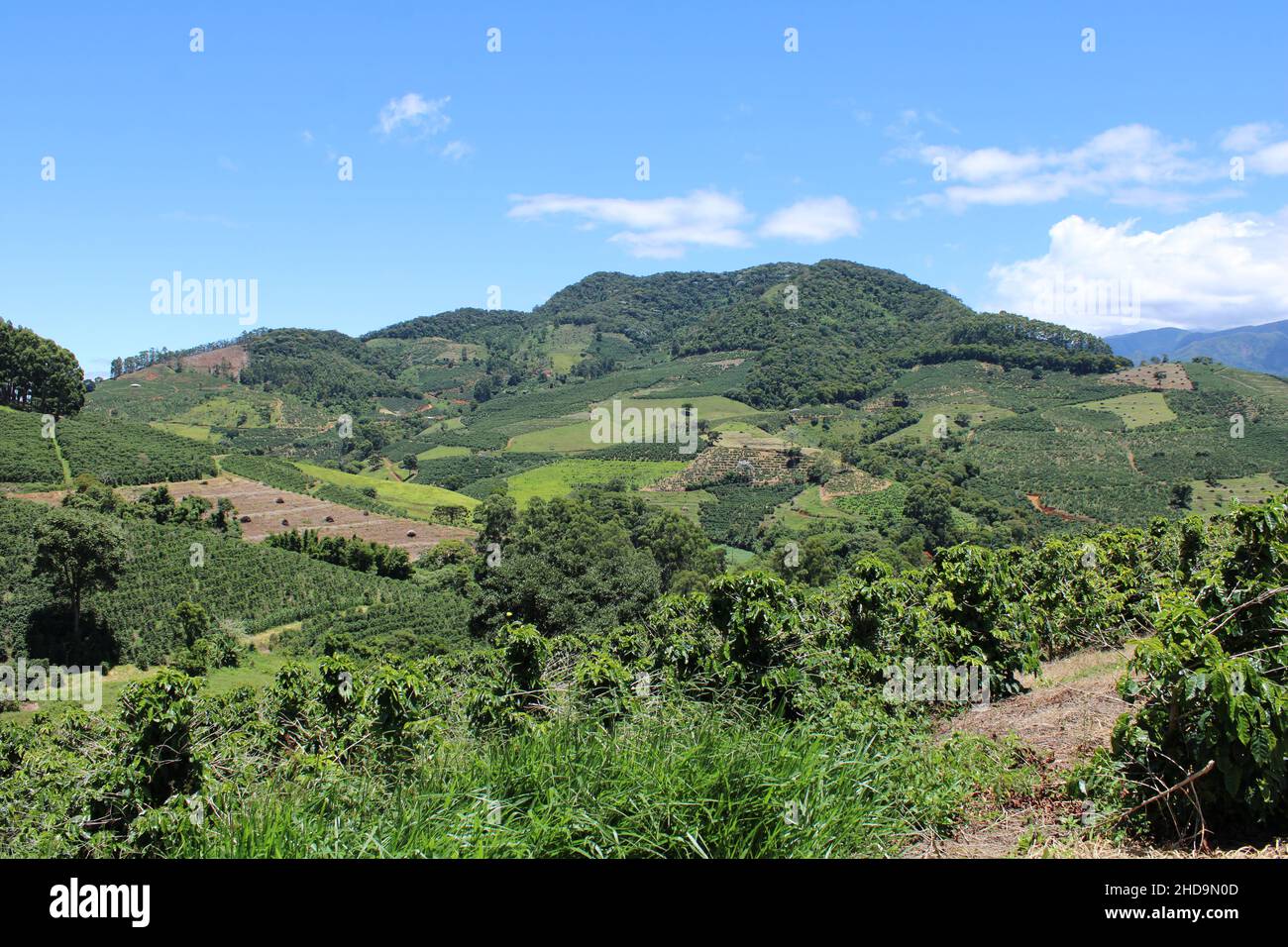 Grandes fincas de café en el sureste de Brasil con montañas Foto de stock