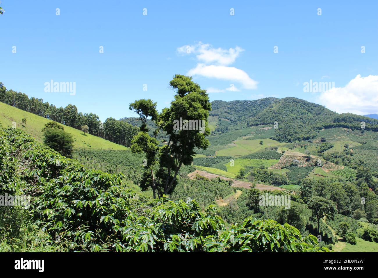 Grandes fincas de café en el sureste de Brasil con montañas Foto de stock