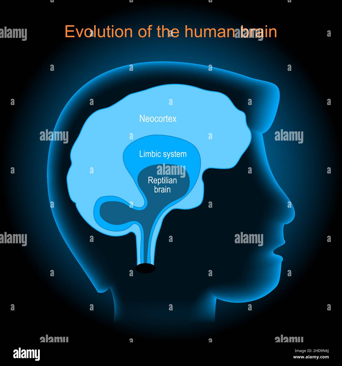 Evolución del cerebro. Neocórtex, cerebro reptil y sistema límbico. La cabeza del ser humano con el cerebro sobre fondo oscuro. Cartel vectorial Ilustración del Vector