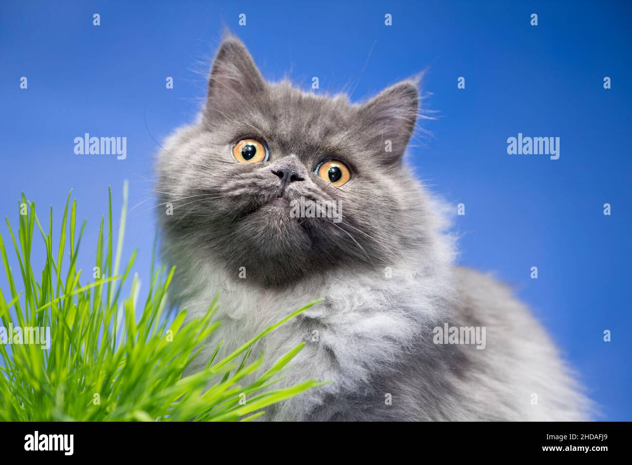 Dulce aspecto gris gato mirando a la cámara. Foto de stock