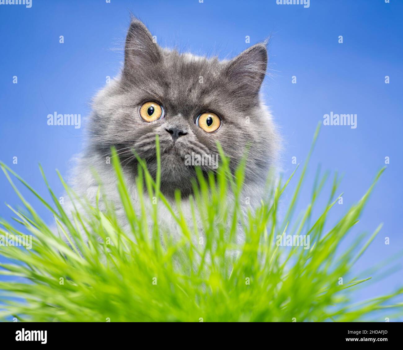 Gato gris dulce mirando la cámara a través de hojas verdes de hierba. Foto de stock