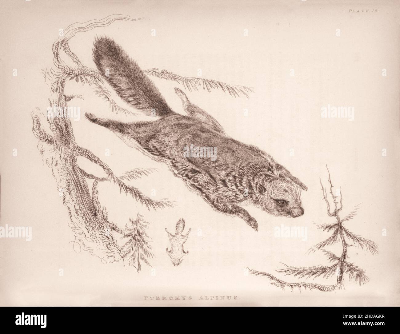 Añejo (dibujo) de la Squirrel Volador de las Montañas Rocosas. Pteromys Alpinus. 1829-1837, por J. Murray (Editor) Foto de stock