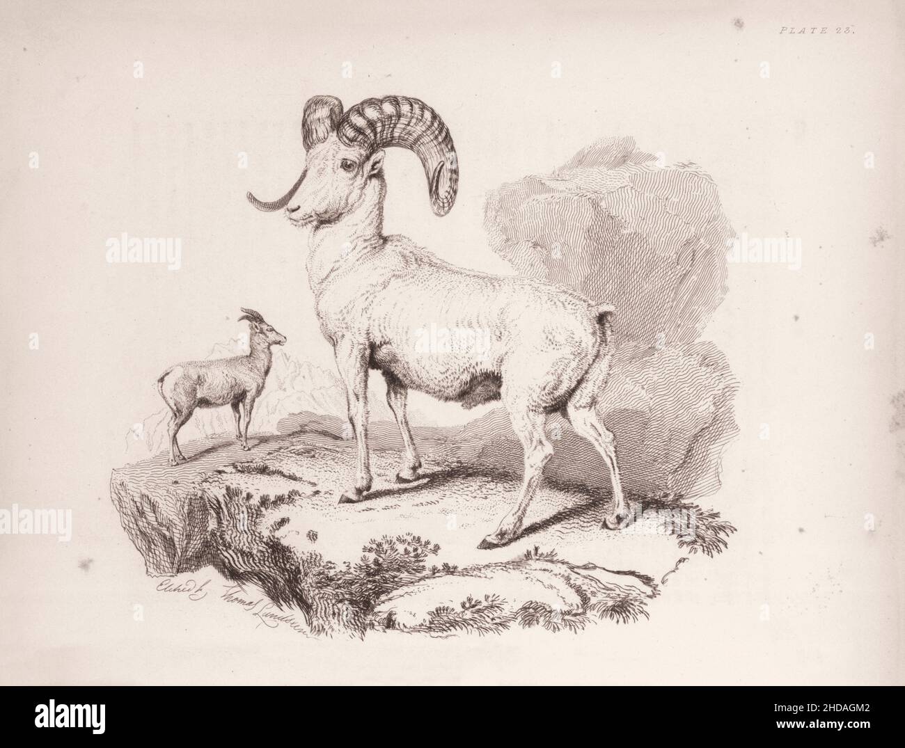 Añejo (dibujo) de la oveja RockyMountain. Ovis Montana. 1829-1837, por J. Murray (Editor) Foto de stock